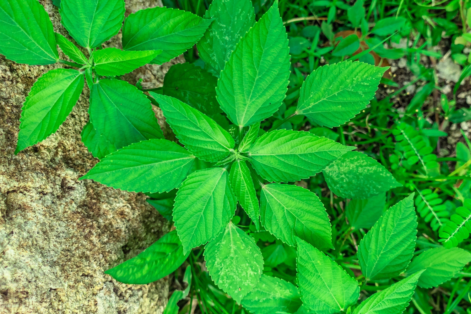 25 semillas de ginseng americano (Panax quinquefolius)