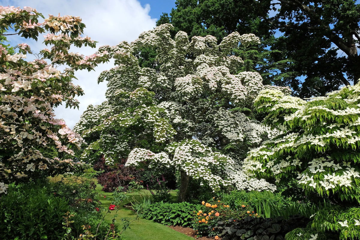 5 semillas de Cornus kousa (cornejo blanco) en flor