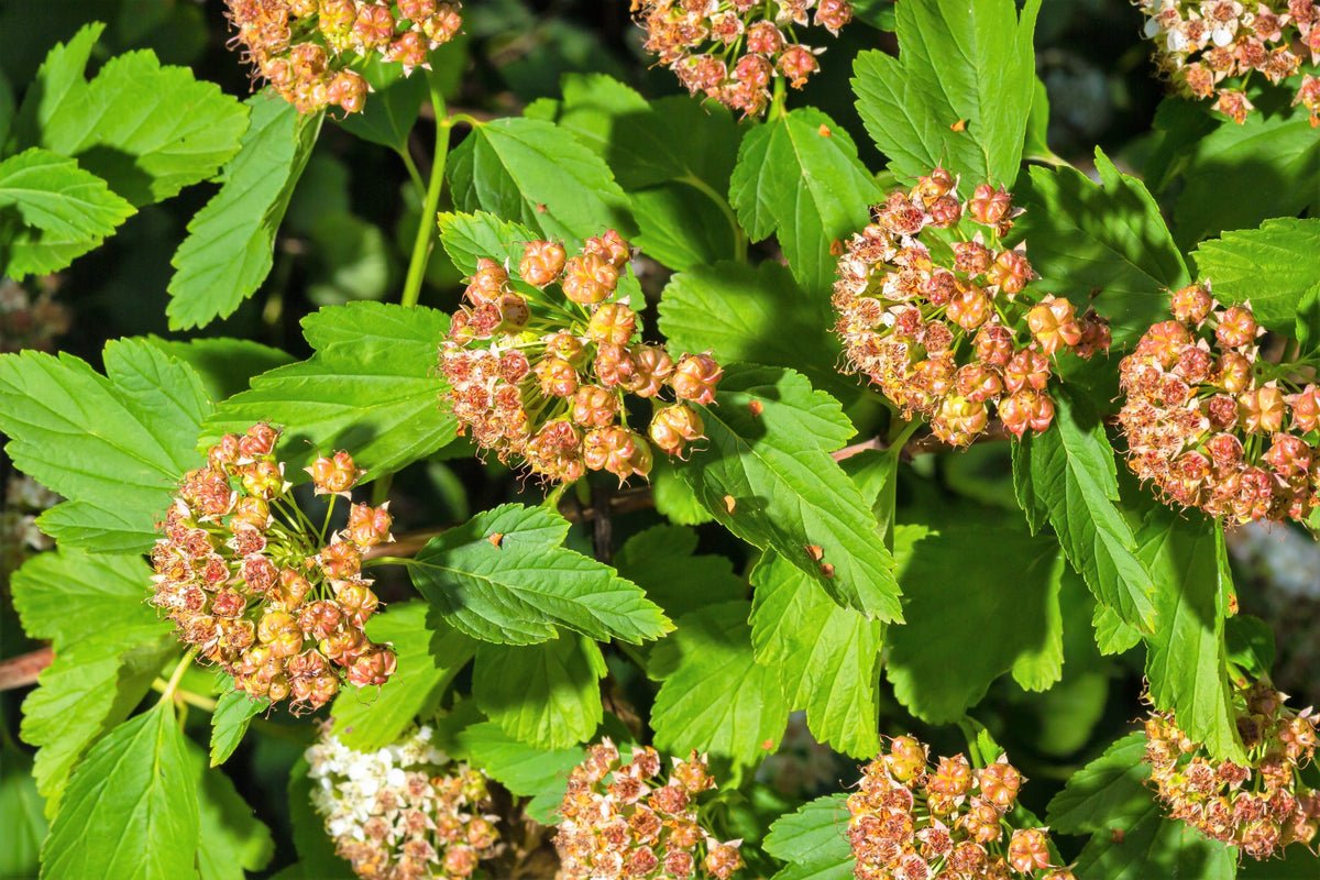 50 semillas de Physocarpus Capitatus, arbusto nativo de flores blancas, rosas y rojas de la familia Ninebark del Pacífico.