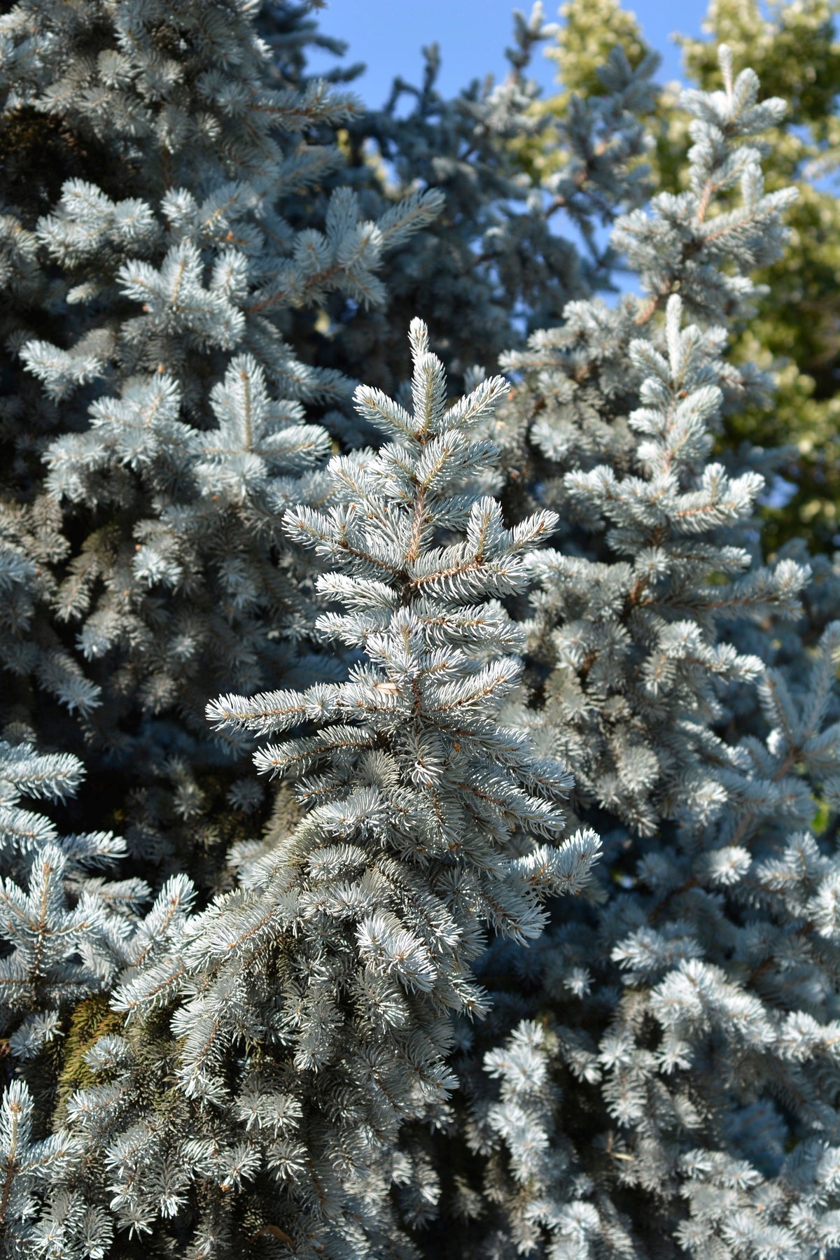 50 semillas de abeto azul de Colorado, árbol de Navidad, abeto blanco plateado, abeto perenne.