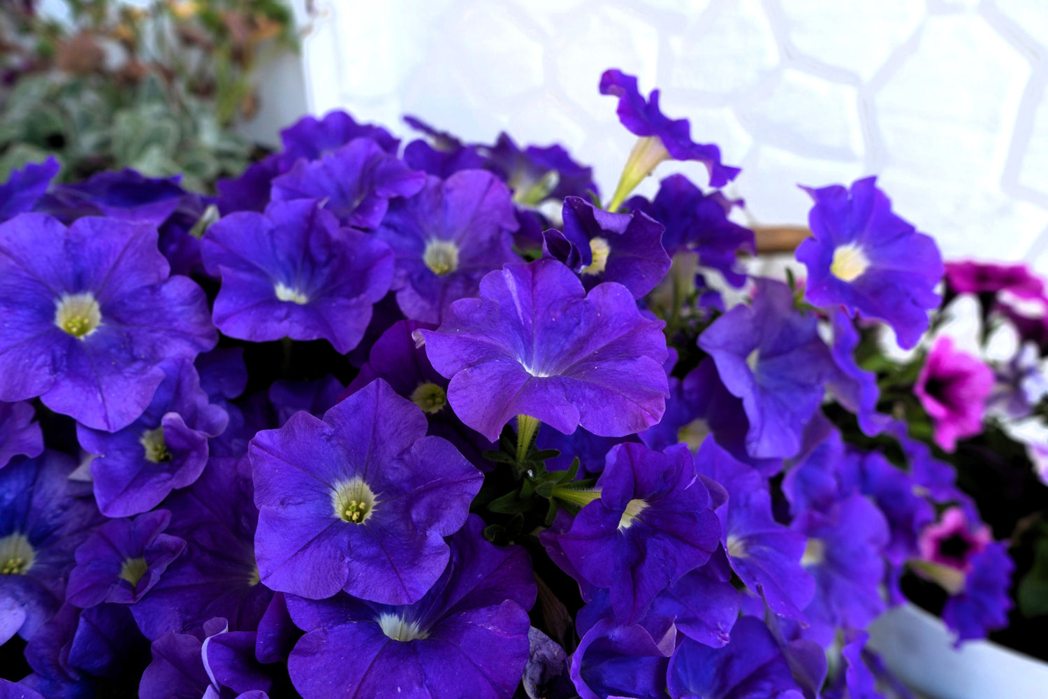 100 semillas de petunia azul Alderman enana, Nana Compacta, flores moradas