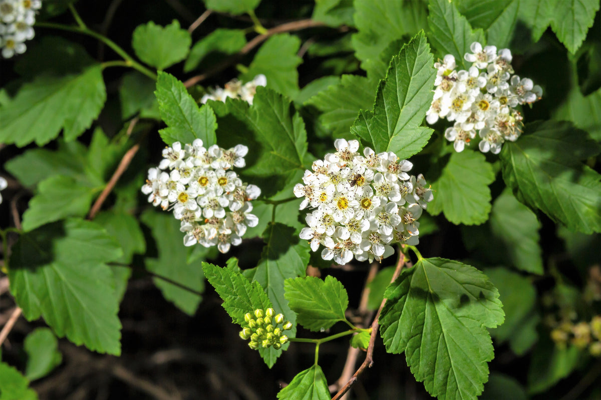 50 semillas de Physocarpus Capitatus, arbusto nativo de flores blancas, rosas y rojas de la familia Ninebark del Pacífico.