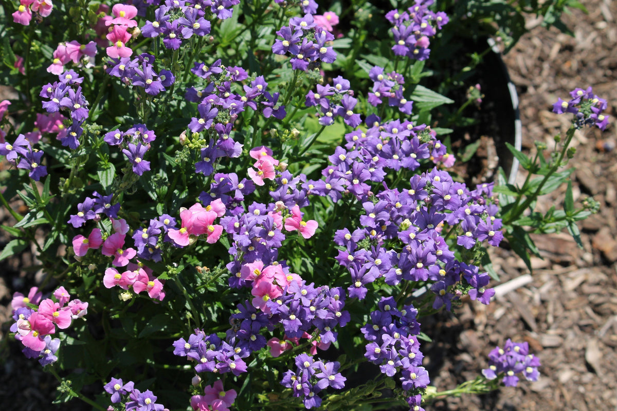 50 semillas de flores de Nemesia Strumosa, gema azul