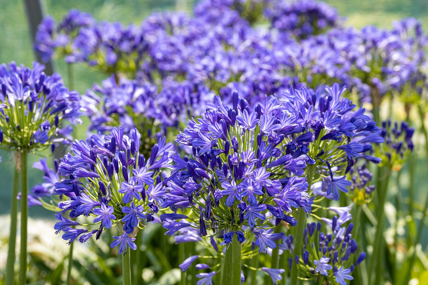 25 semillas de flor de lirio africano Agapanthus Orientalis de LIRIO AZUL DEL NILO