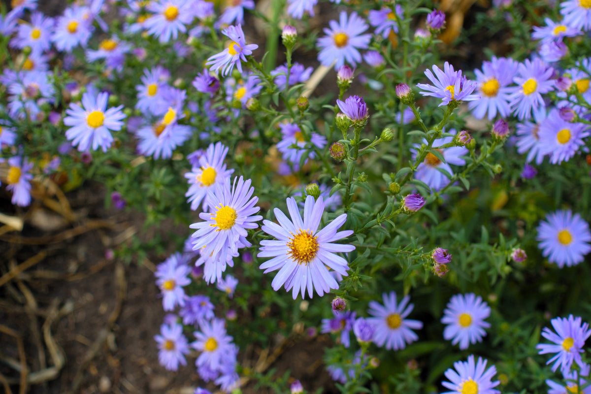 50 semillas de flores de ASTER BOTÓN DE ARROZ AZUL Dumosus