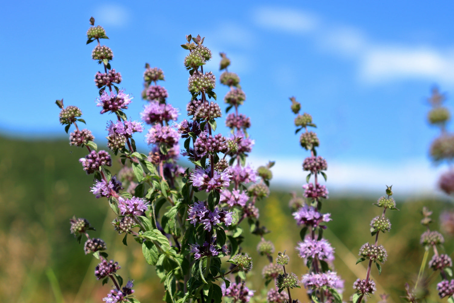 200 Semillas de flor morada de hierba Mentha Pulegium de PENNYROYAL