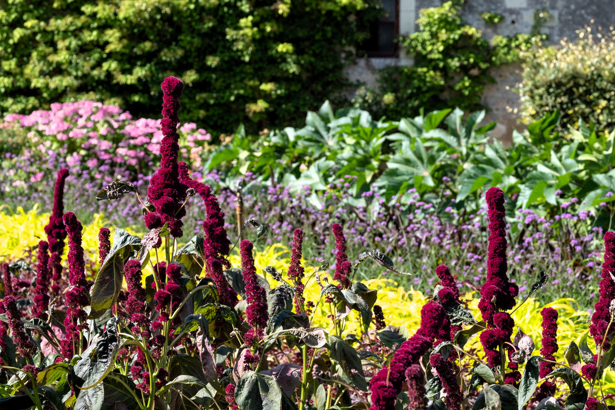 100 semillas orgánicas de Amaranto Cabeza de Elefante, Amaranthus Gangeticus, color rojo burdeos