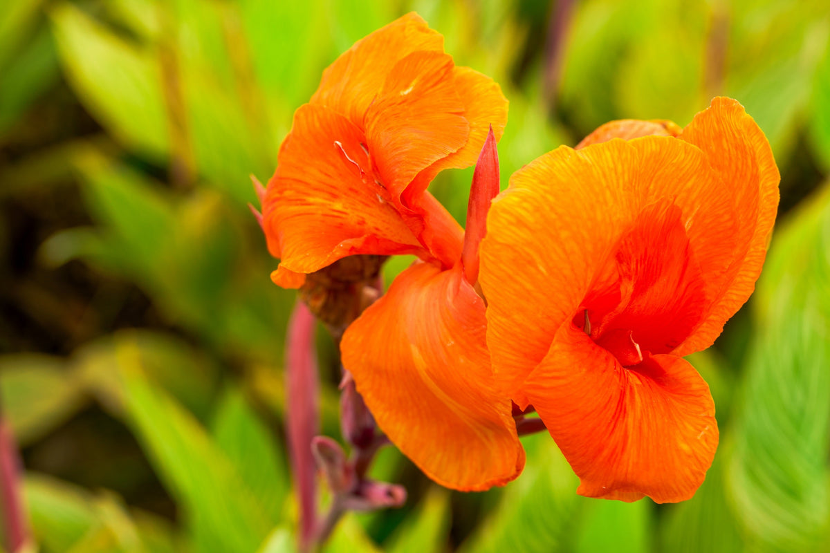 5 semillas de flores de Canna Indica, arrurruz indio, lirio de canna naranja