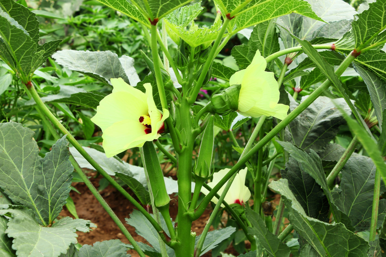 300 semillas de okra verde sin espinas de Clemson, Abelmoscgus esculentus