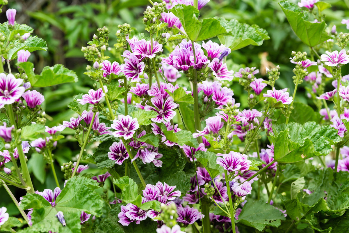 20 semillas de flores de malva cebra (Malva sylvestris var. Zebrina)
