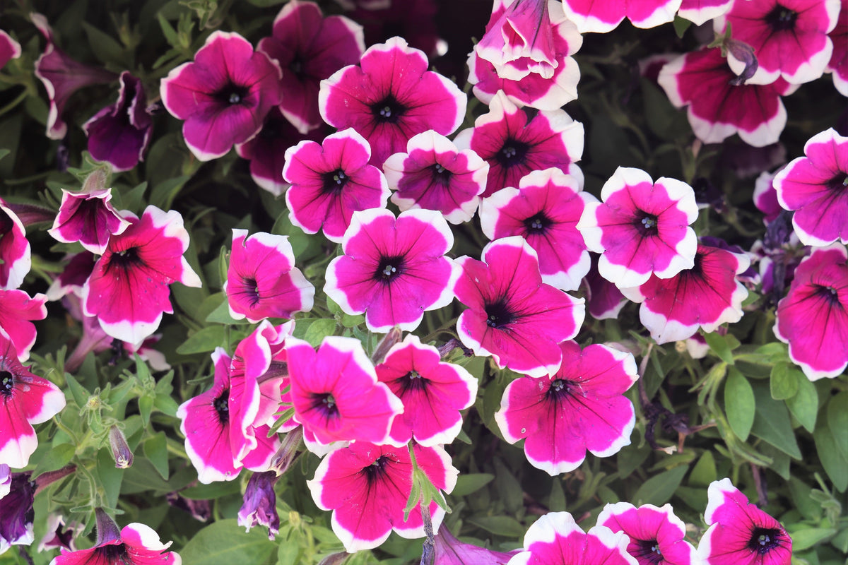 50 semillas de petunia multiflora de colores mixtos PICOTEE MIX, bicolor, blanco, azul, morado, rosa y rojo