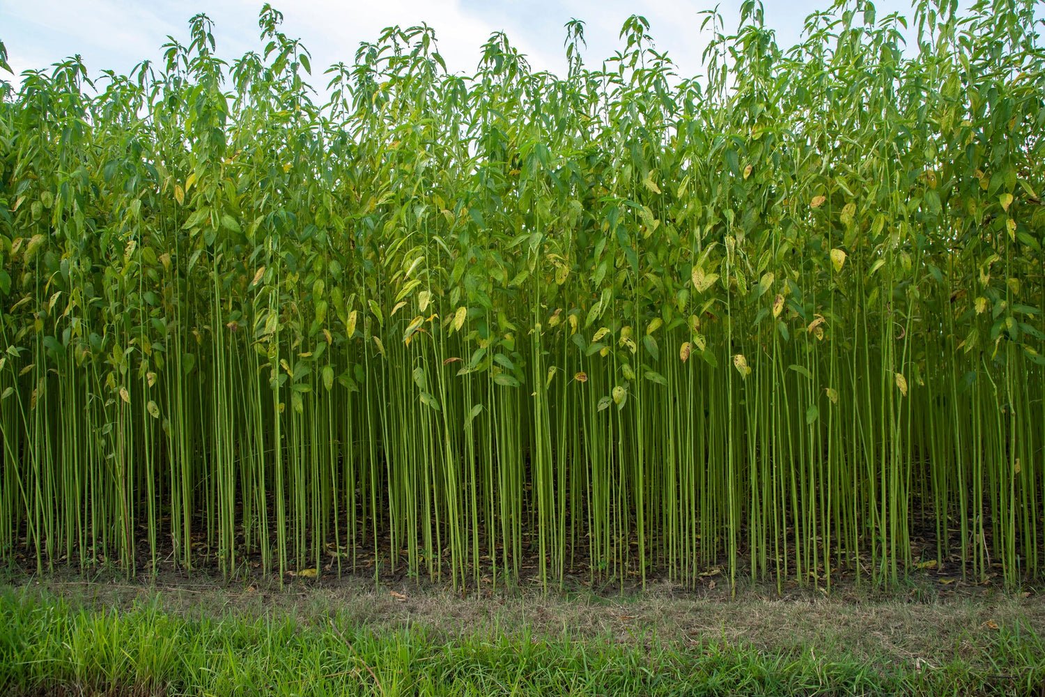 100 semillas de yute Tossa, malva, corchorus olitorius, acedera africana, okra, cordel, vegetales