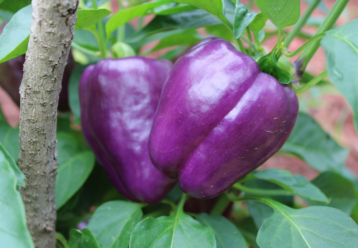 100 semillas de pimiento morrón lila Capsicum annuum, morada dulce y suave