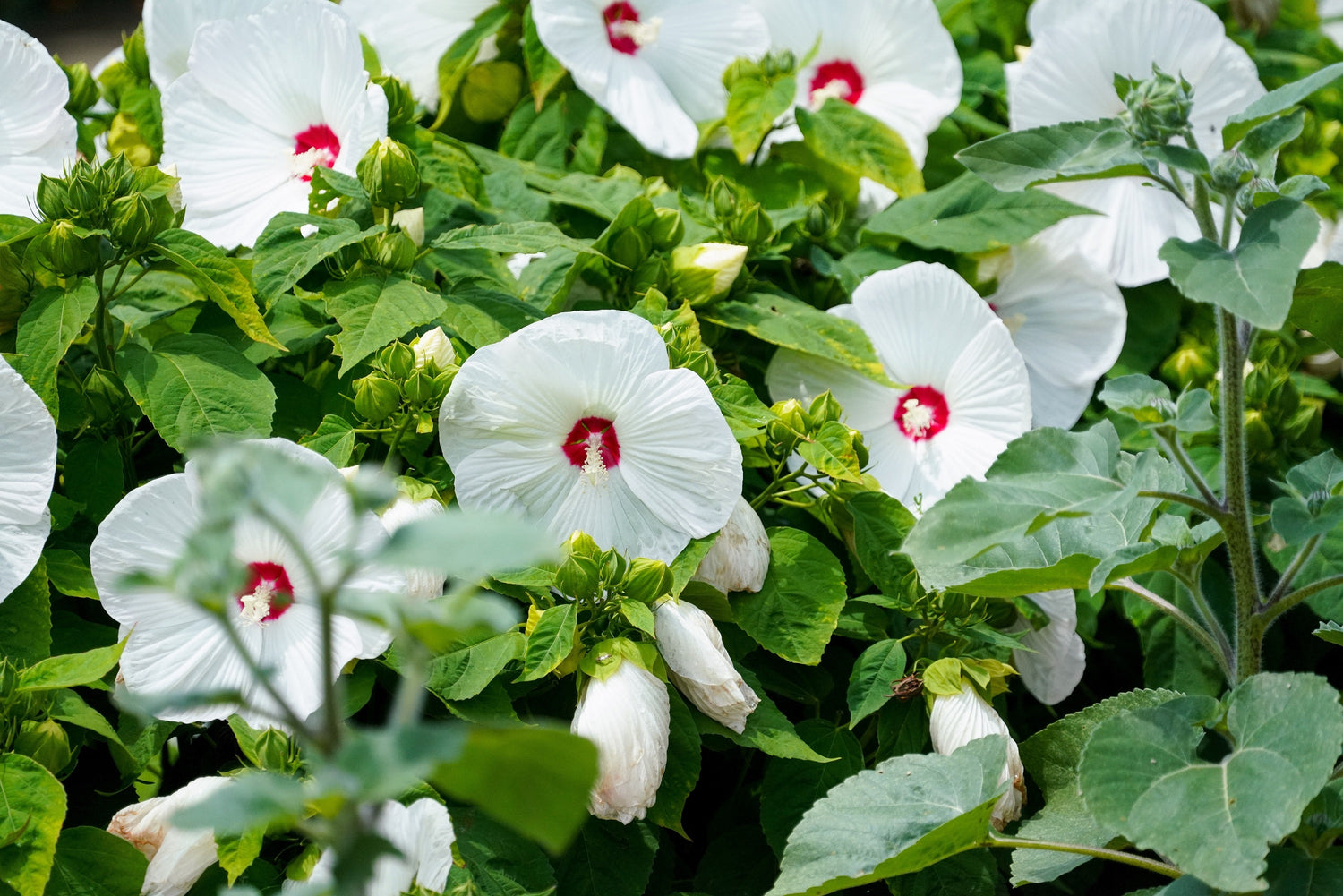 25 semillas de flores de Hibiscus Moscheutos de Luna WHITE HARDY HIBISCO