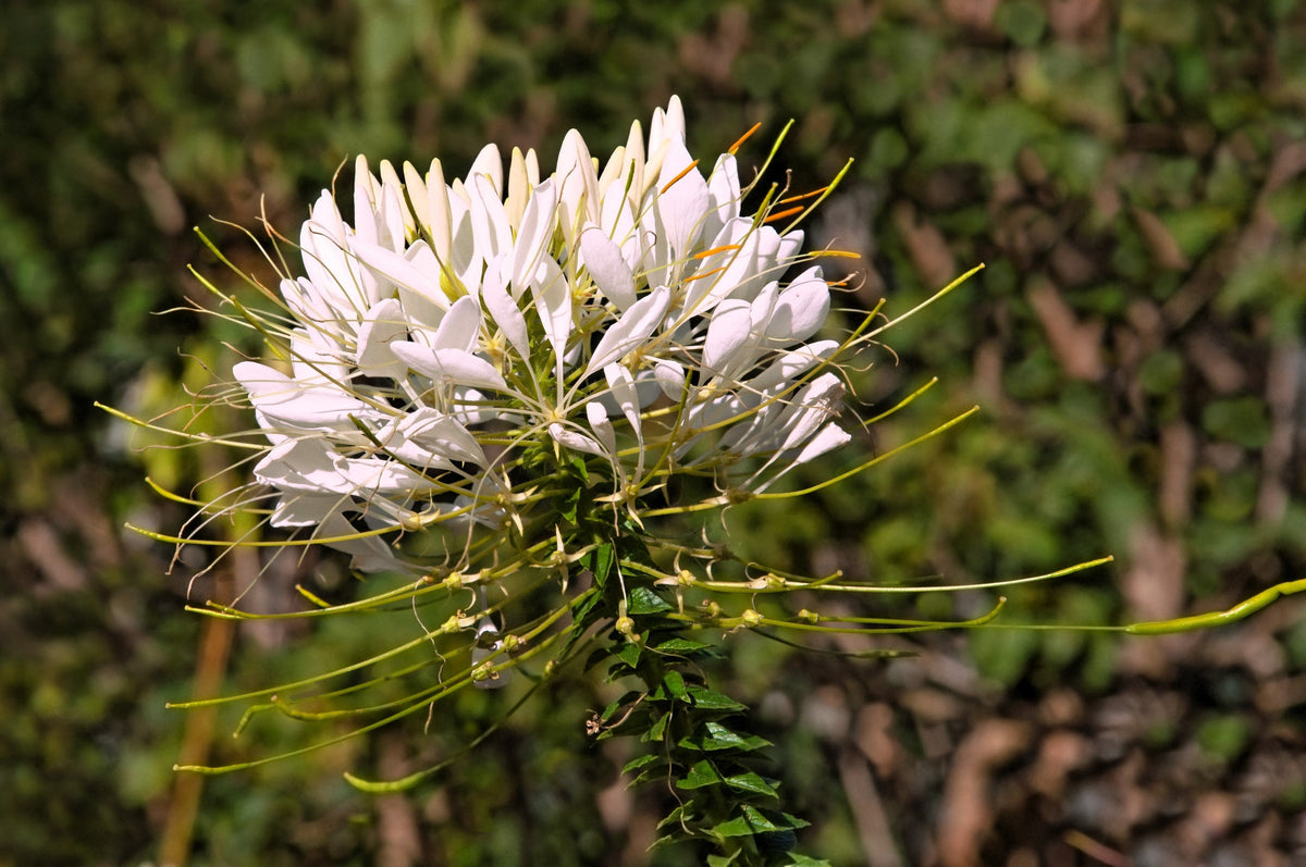 200 semillas de flores de Cleome Hassleriana, Cleome Spinosa, Cleome Reina Blanca (Flor Araña)