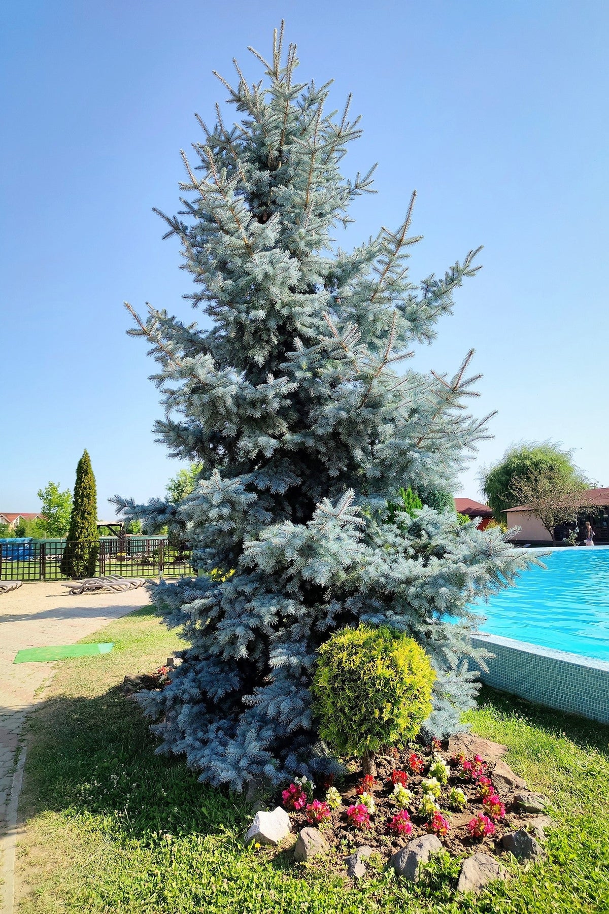 50 semillas de abeto azul de Colorado, árbol de Navidad, abeto blanco plateado, abeto perenne.