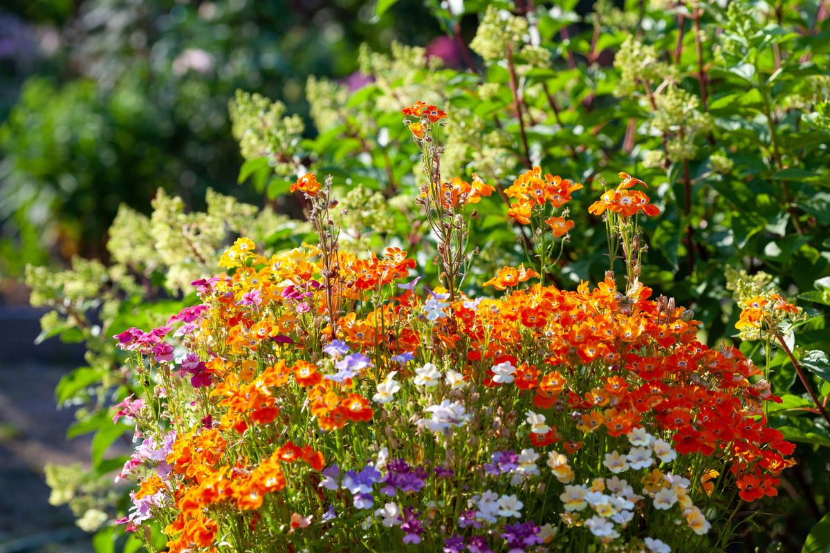 50 semillas de flores de Strumosa de NEMESIA, PRÍNCIPE NARANJA
