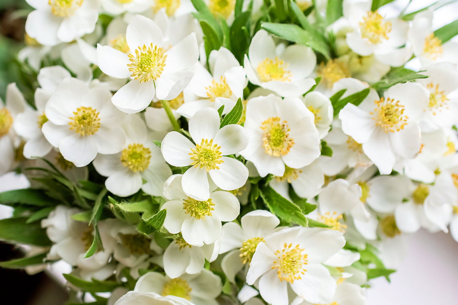 5 semillas de flores blancas y amarillas de la ANÉMONA MADONNA Sylvestris