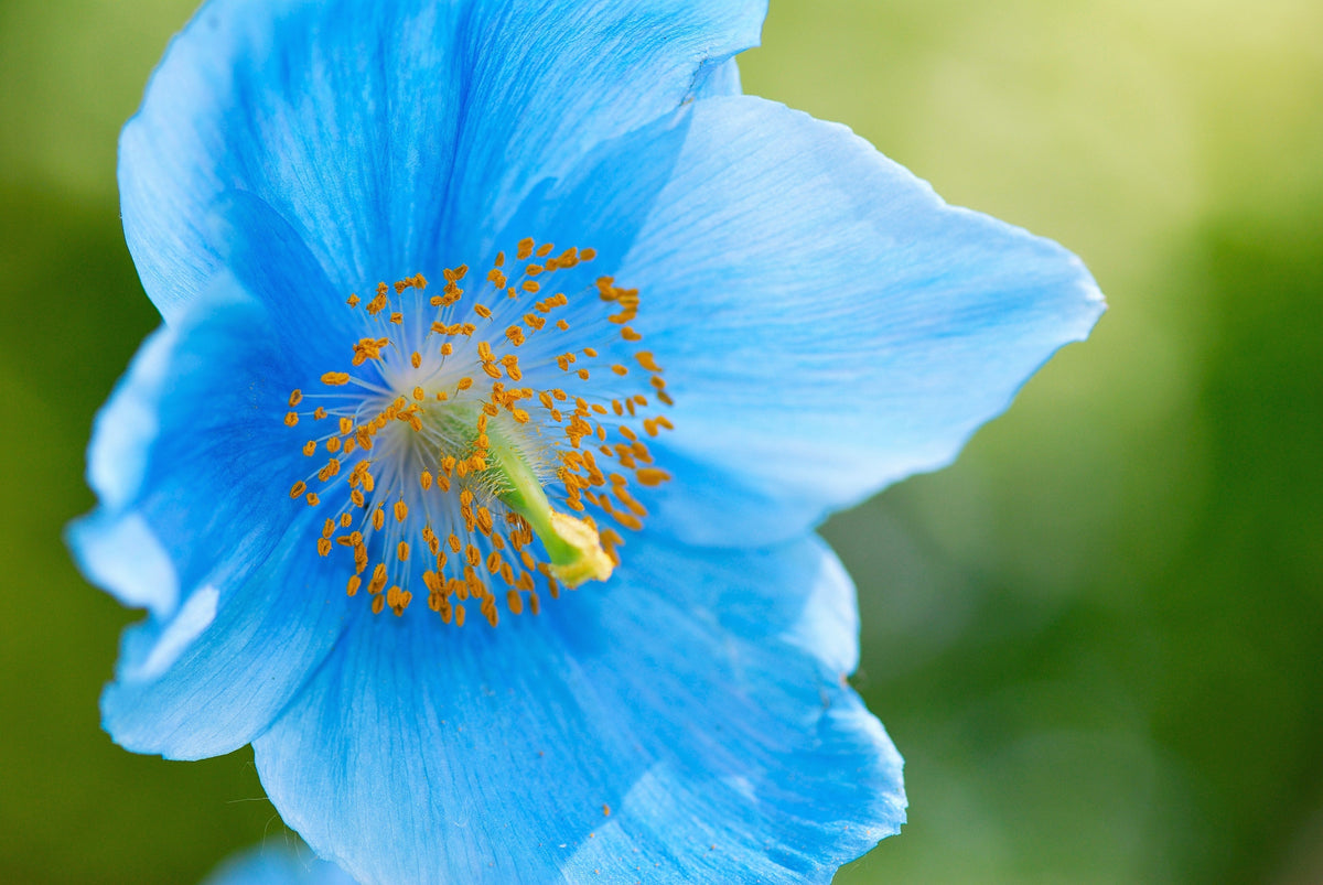 10 semillas de flores de amapola azul del Himalaya tibetana Meconopsis Betonicifolia