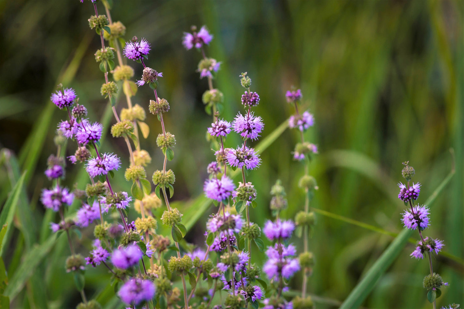 200 Semillas de flor morada de hierba Mentha Pulegium de PENNYROYAL