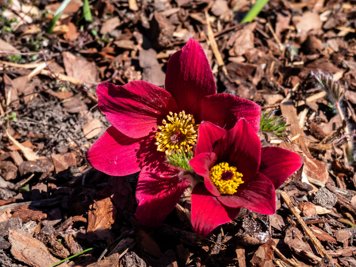 10 Semillas de Flores de ANÉMONA ROJA Pulsatilla Vulgaris PASQUE