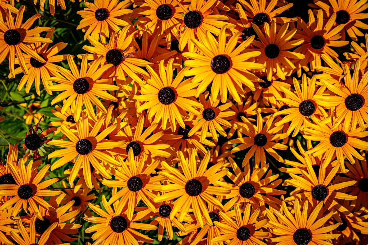 2000 BLACK EYED SUSAN Rudbeckia Hirta Semillas de flores nativas de reliquia amarilla