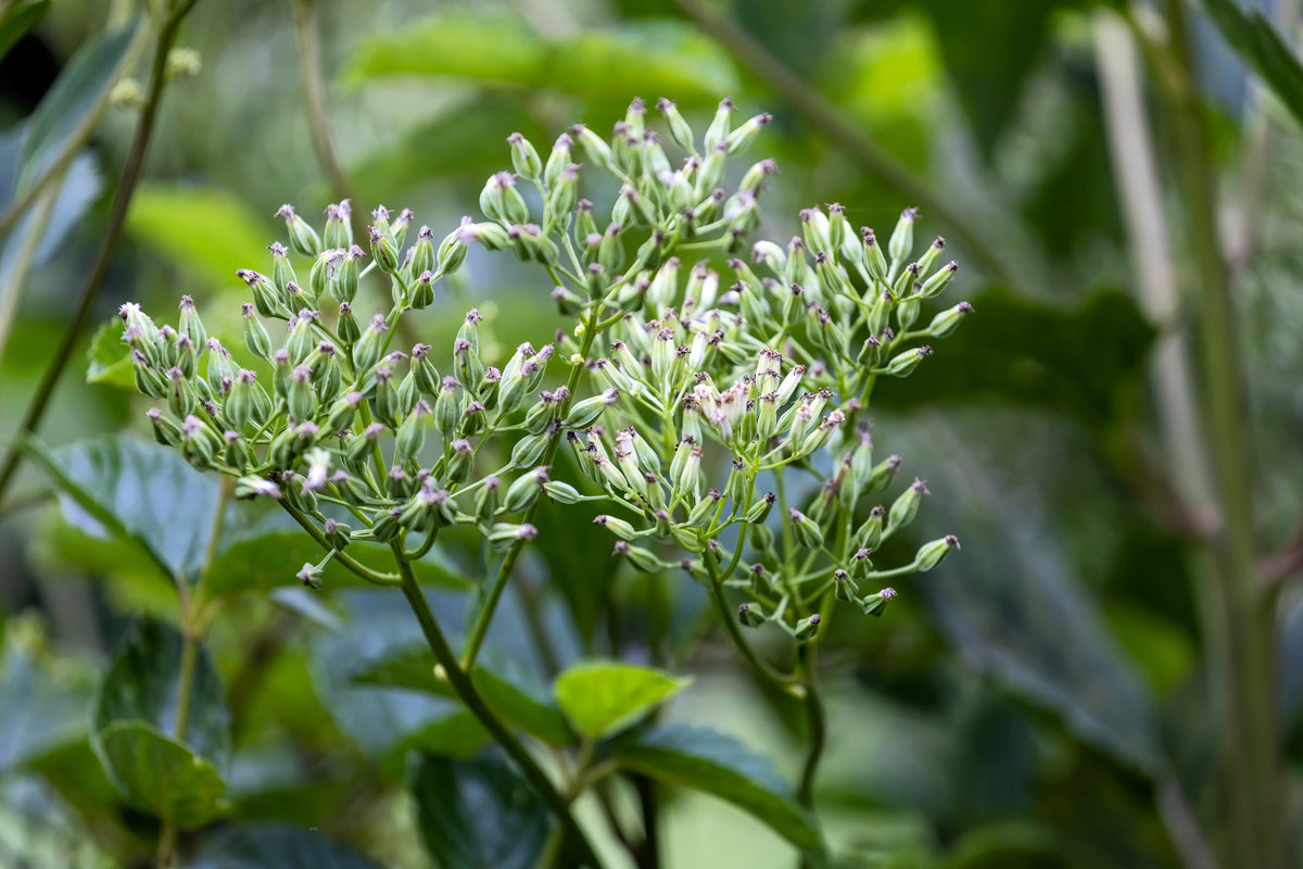 50 GRANDES SEMILLAS DE PLÁTANO INDIO Cacalia Muhlenbergii, flores blancas