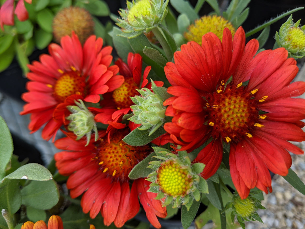 50 semillas de flor de manta india roja GAILLARDIA BORGOÑA