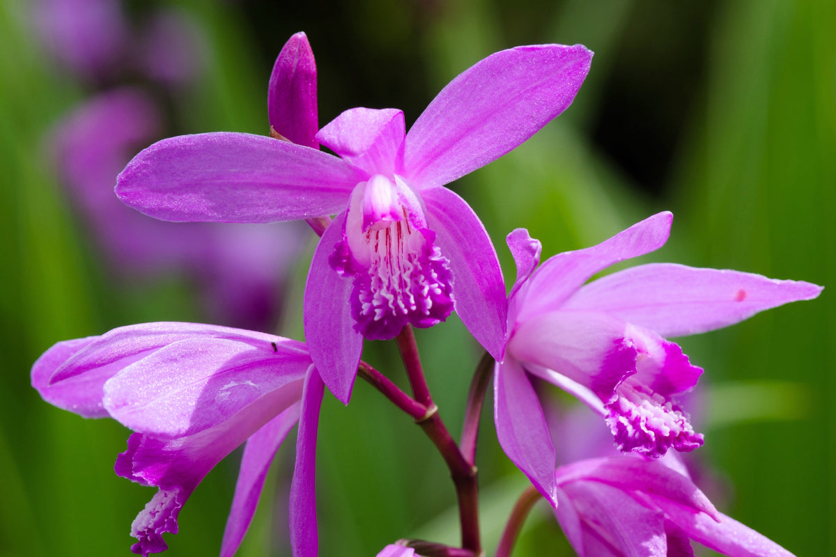 50 semillas resistentes de orquídea terrestre china Bletilla Striata, flores moradas