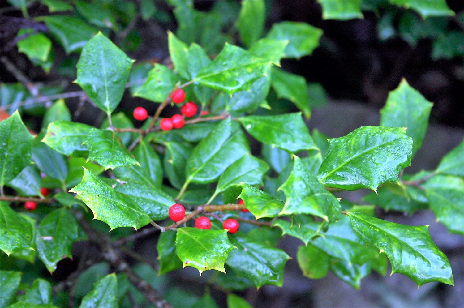 40 ACEBO AMERICANO Ilex Opaca Árbol Arbusto Perenne Bayas Rojas Semillas - también conocido como Acebo Blanco, Acebo Espinoso, Acebo de Navidad, Acebo de Yule