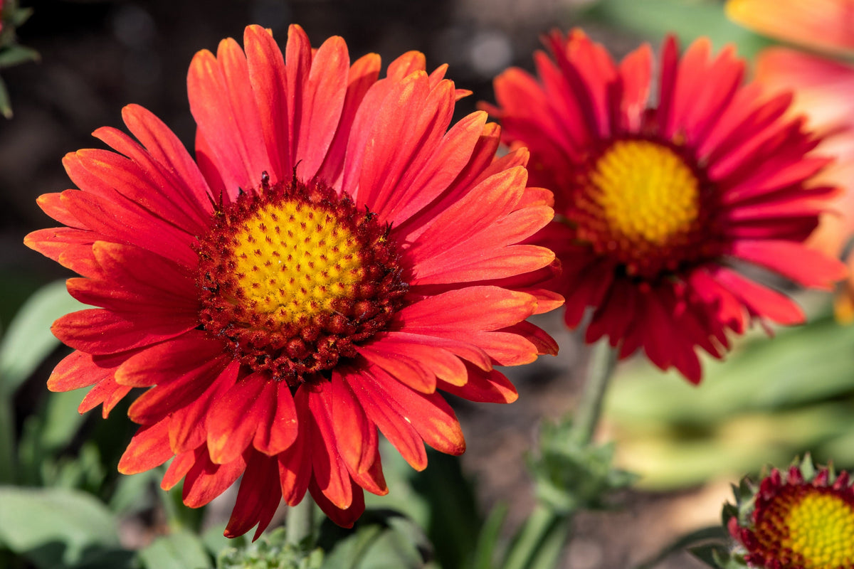 50 semillas de flor de manta india roja GAILLARDIA BORGOÑA