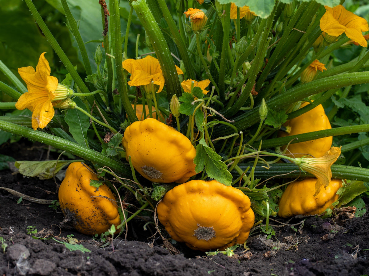 10 semillas de calabaza vieira amarilla dorada (calabaza Patty Pan / Paty Pan / Squanter) de verano Cucurbita Pepo