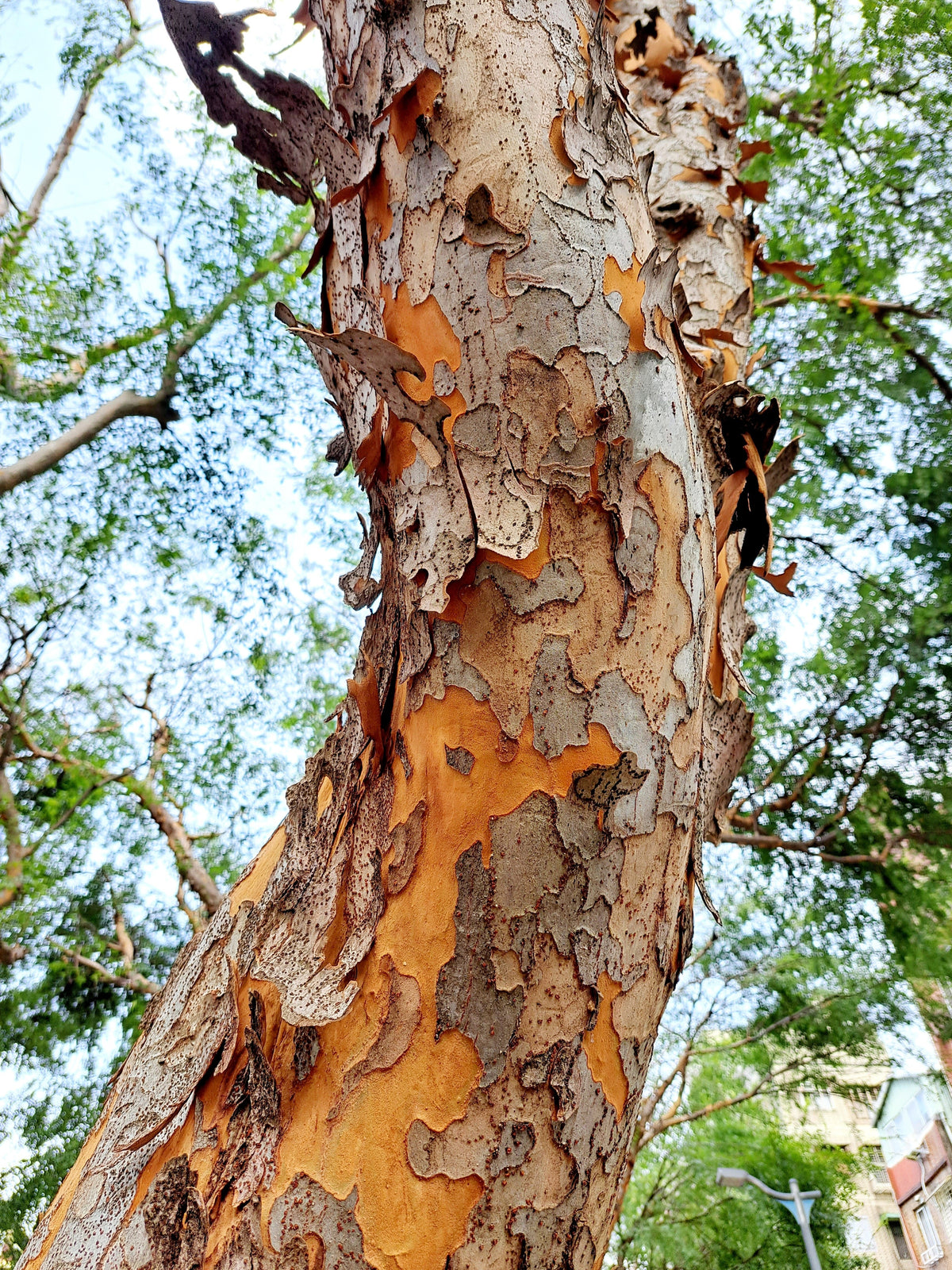 50 semillas de olmo chino (Ulmus parvifolia)