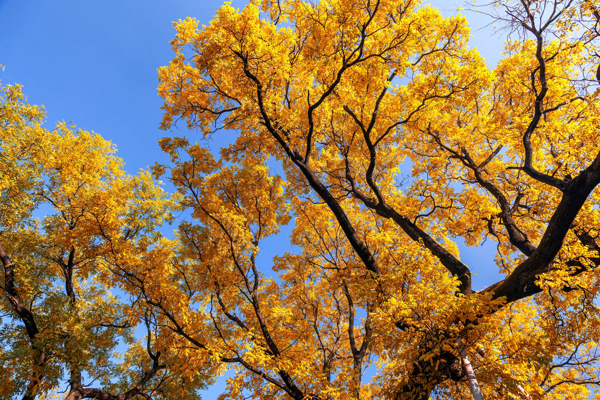 10 semillas de GINKGO BILOBA, árbol de culantrillo, amarillo, naranja otoñal, "fruta"