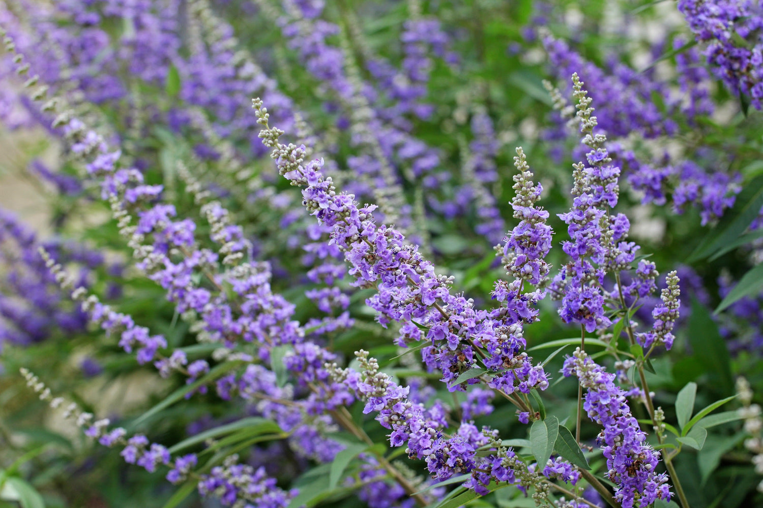 25 semillas de árbol de bayas castas, Vitex, Agnus Castus, pimienta del monje, flores fragantes moradas