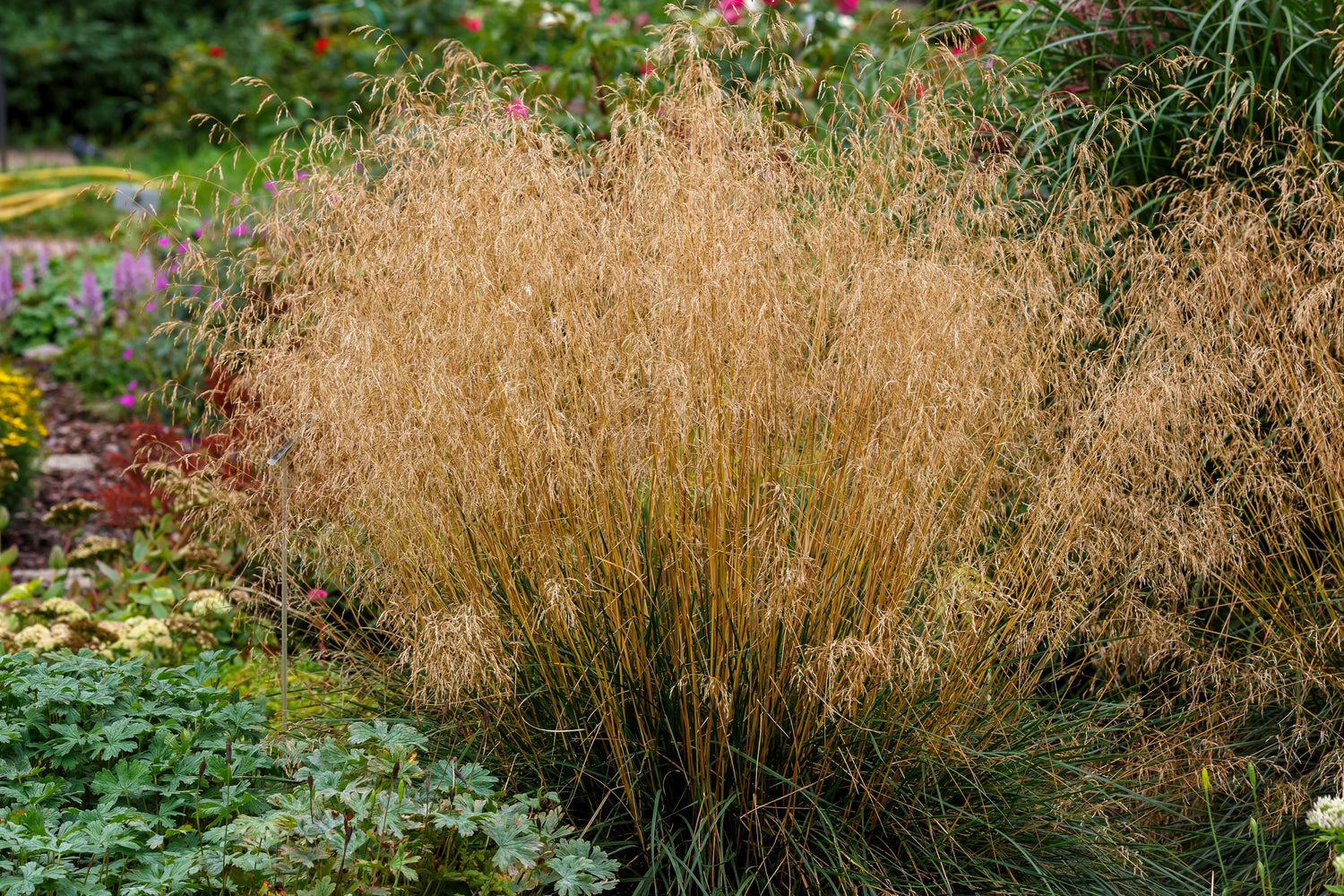200 semillas de hierba de matas, Deschampsia cespitosa, ornamental, nativa y húmeda