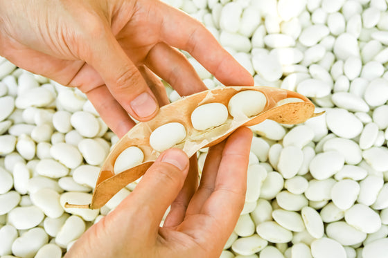 50 semillas de frijol marino, guisante blanco de Michigan, Phaseolus vulgaris, para sopa