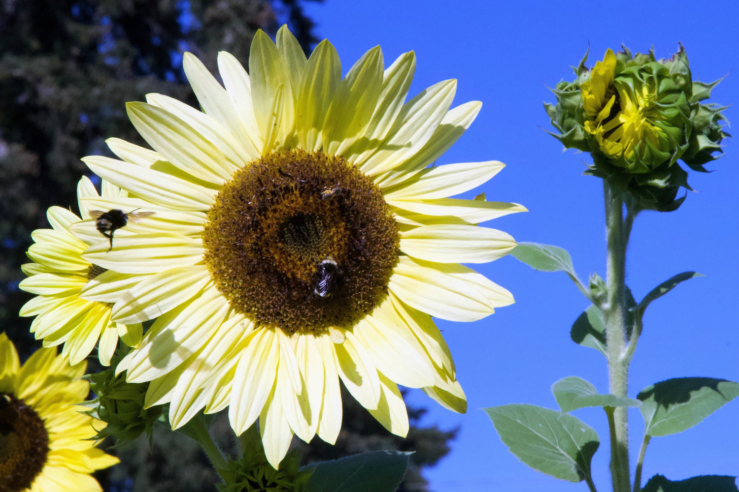 25 semillas de flores de girasol blanco italiano Helianthus Debilis