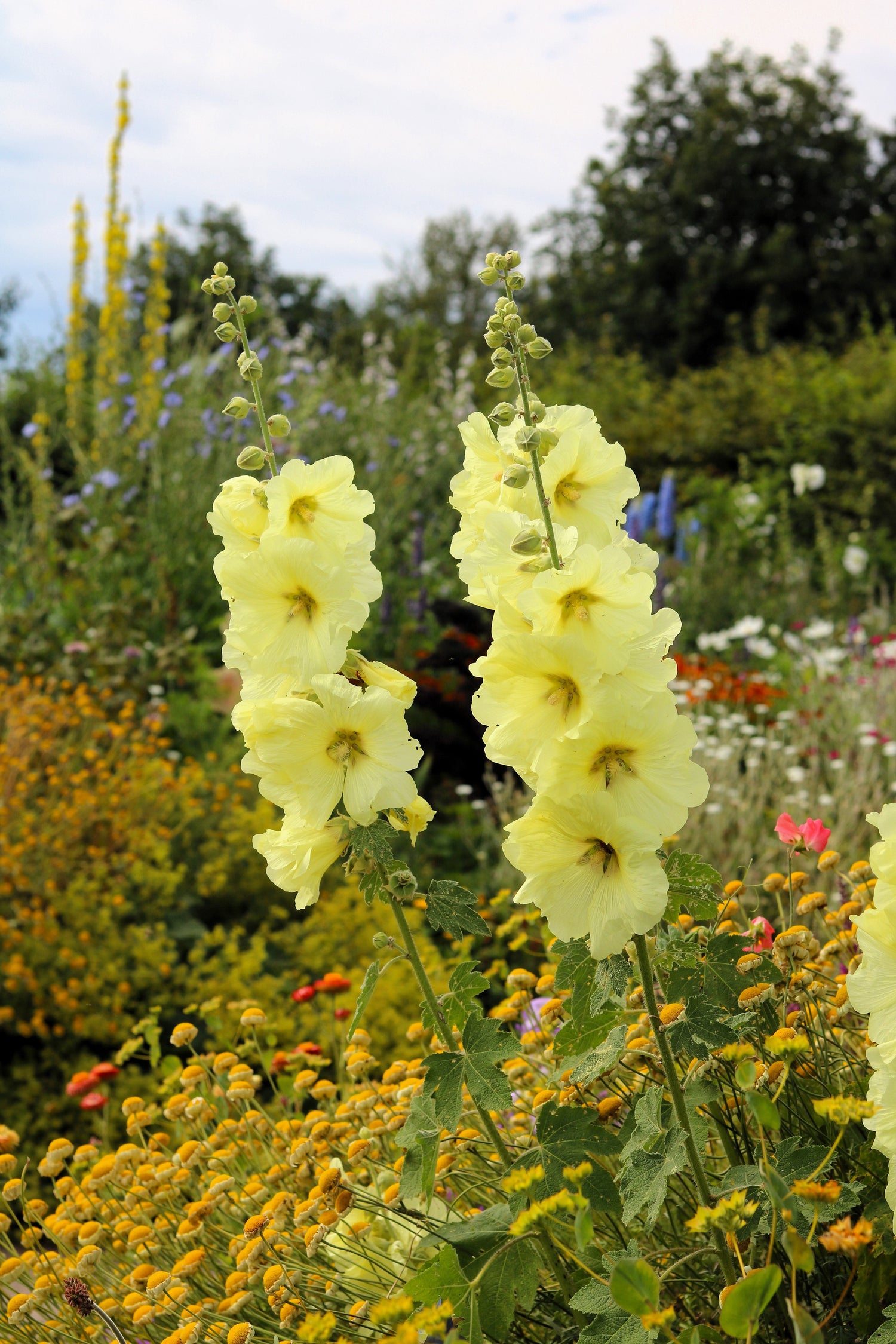 25 semillas de flores de malvarrosa amarilla Alcea Rosea perenne
