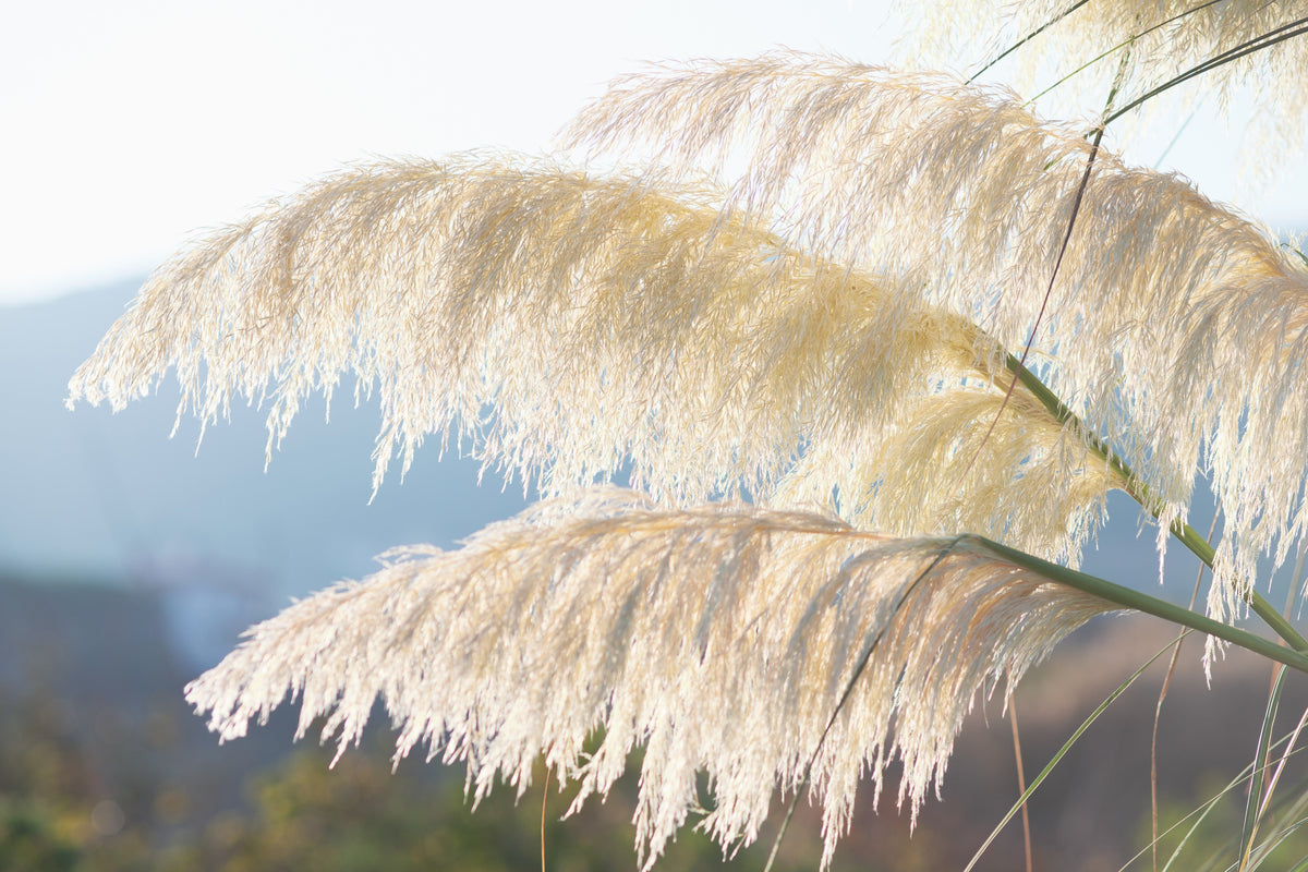 200 semillas de flores ornamentales de Cortaderia selloana, hierba de la pampa blanca