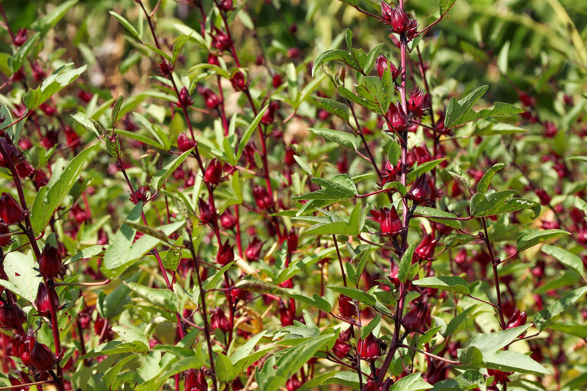 50 semillas de flores blancas y rojas de ROSELLE HIBISCUS Sabdariffa Rosella Fruit