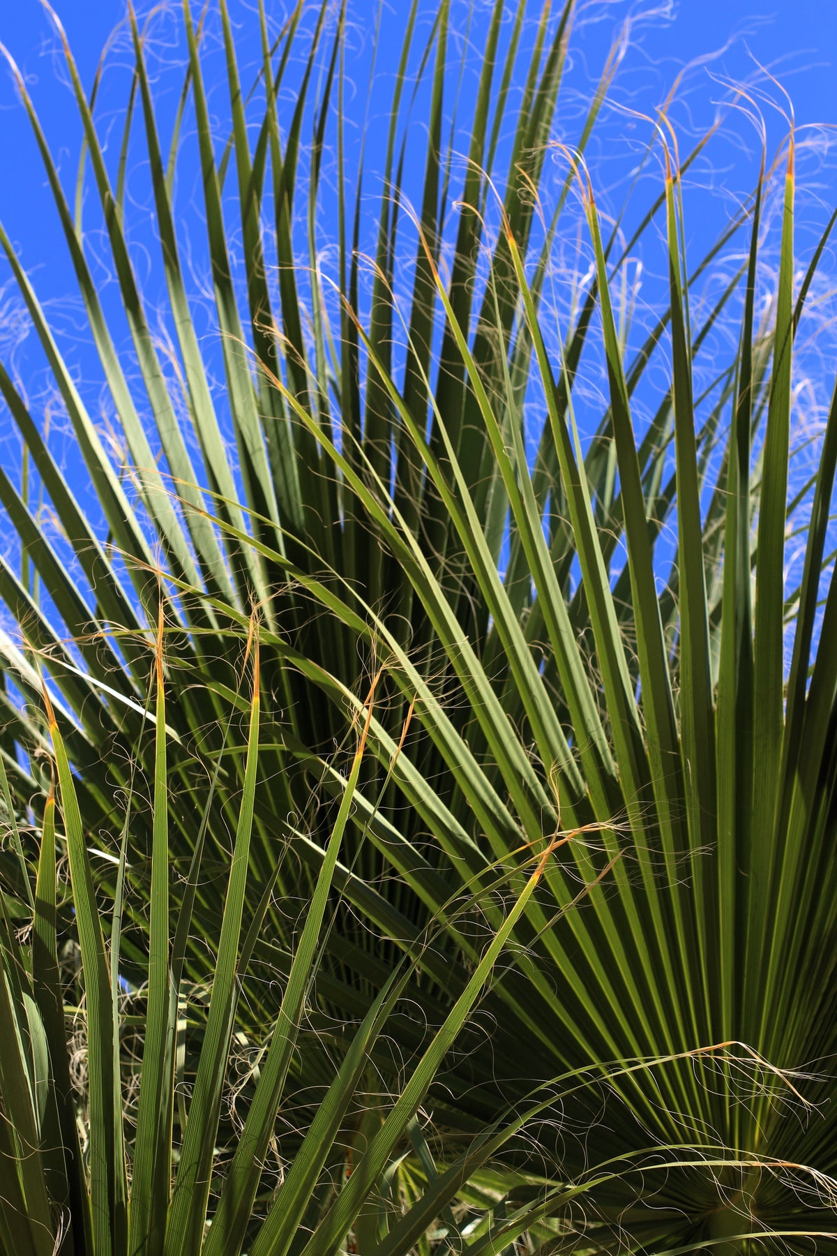 5 GREEN SAW PALMETTO Serenoa Repens American Dwarf Palm Tree Shrub Edible Fruit Sun or Shade Seeds