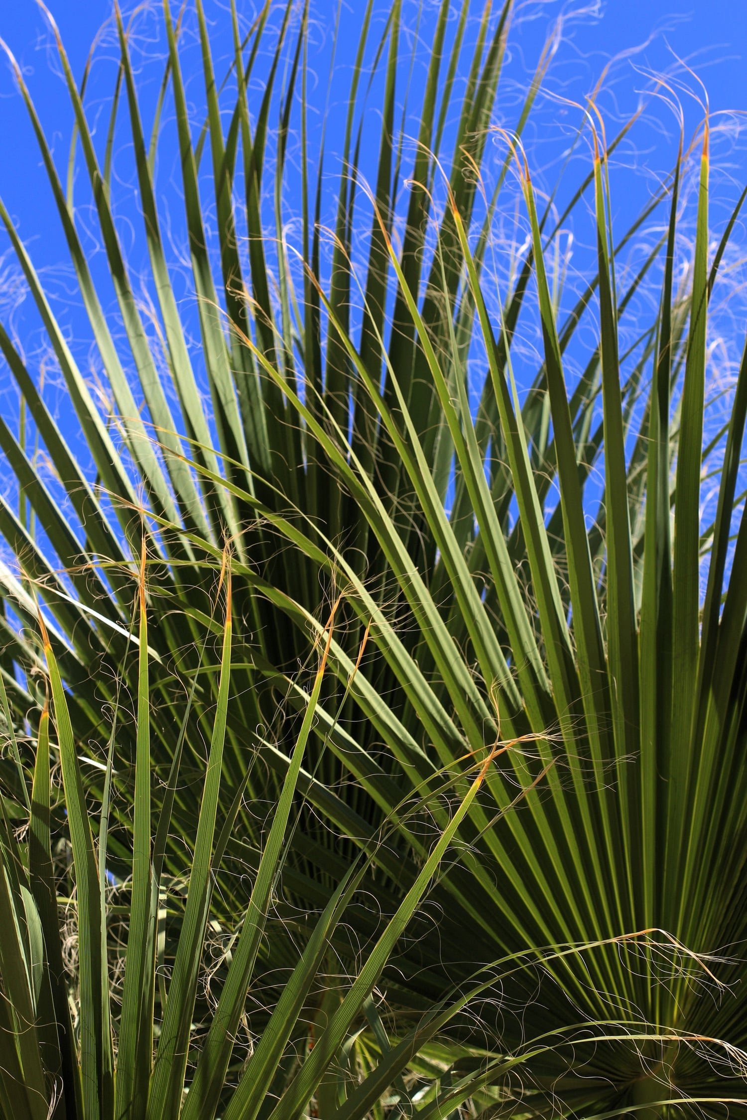 5 PALMITOS DE SIERRA VERDES Serenoa Repens Palmera enana americana Arbusto Fruto comestible Sol o sombra Semillas