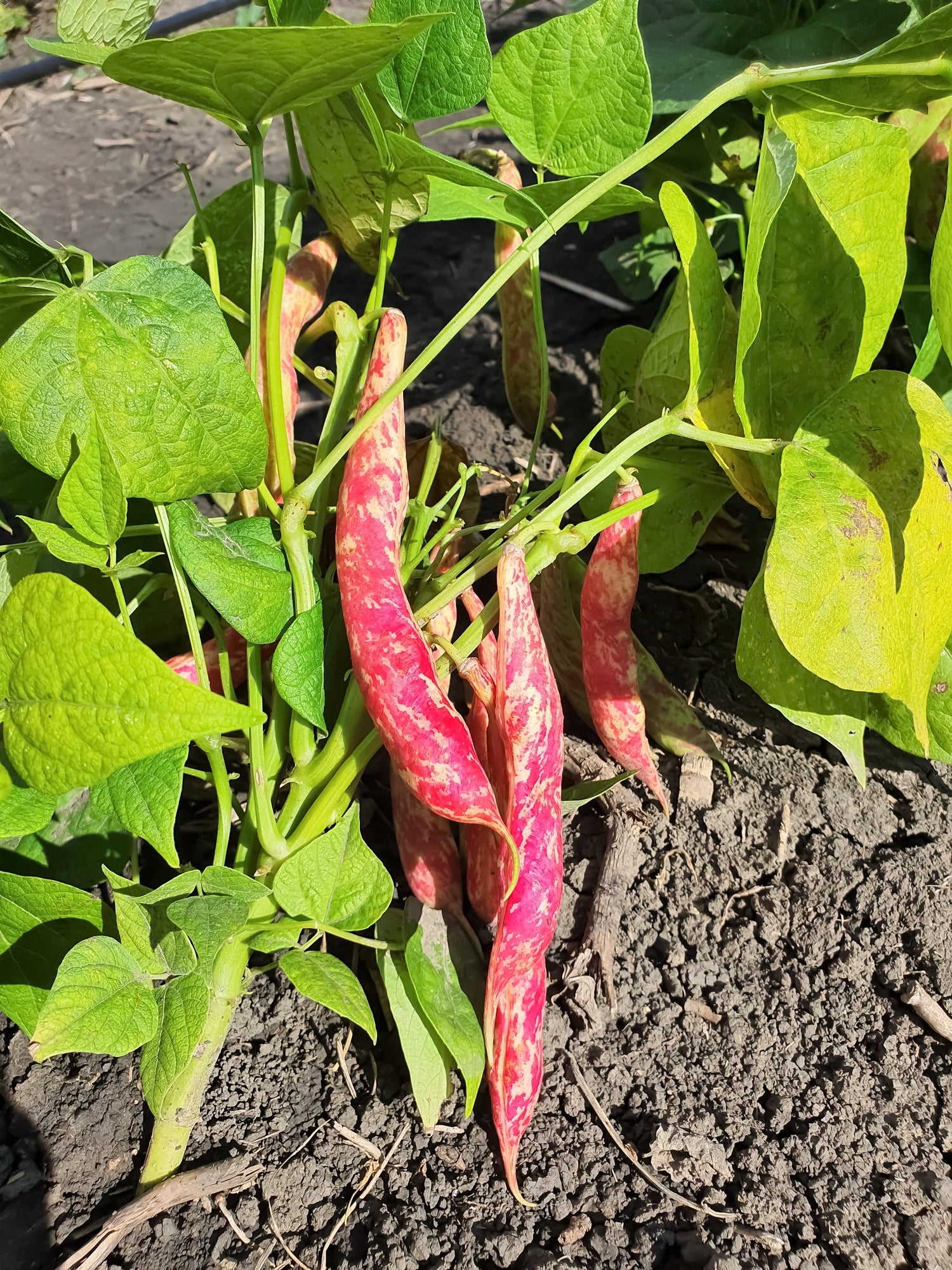 25 semillas de judías enanas para horticultura, Taylor Long French Phaseolus Vulgaris