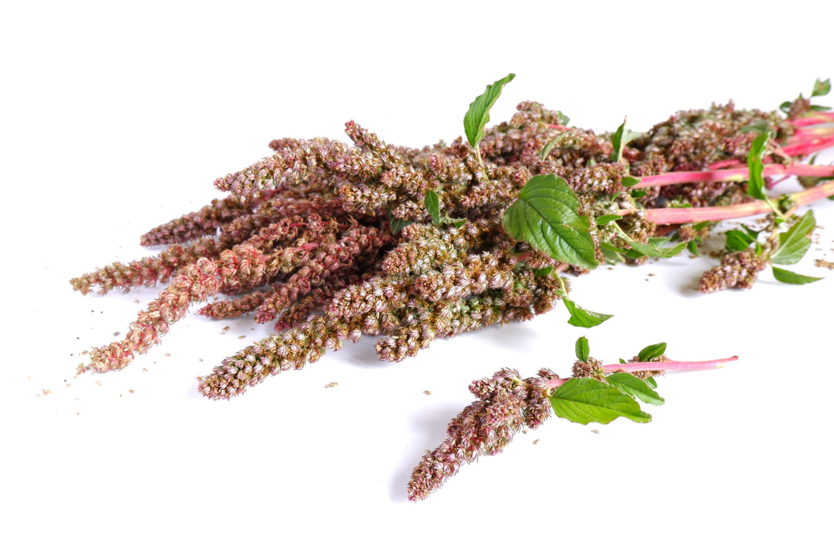 50 semillas orgánicas de quinoa, vainilla y cereza, Chenopodium, flor rosa, grano blanco.