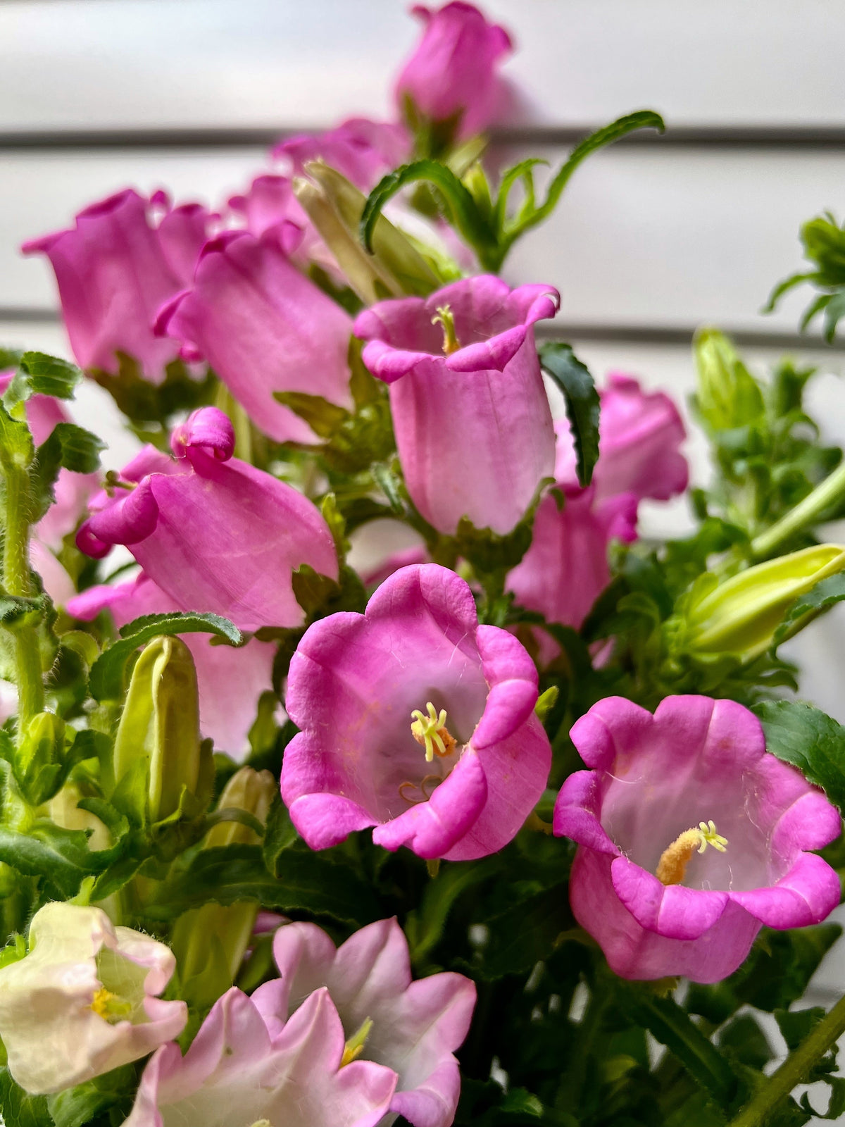 200 semillas de flores medianas de CAMPANULA (CANTERBURY BELLS - CAMPANULA) de color rosa