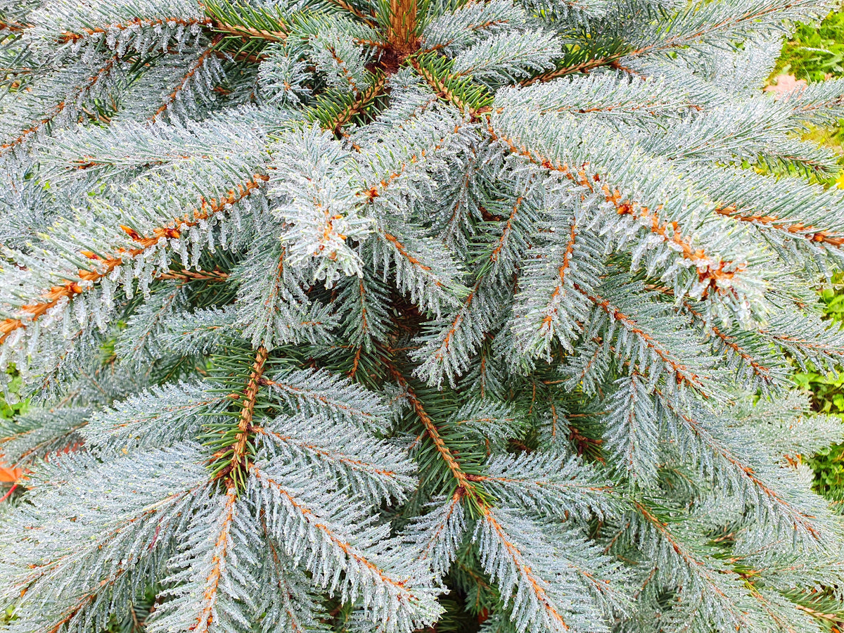 50 semillas de abeto azul de Colorado, árbol de Navidad, abeto blanco plateado, abeto perenne.