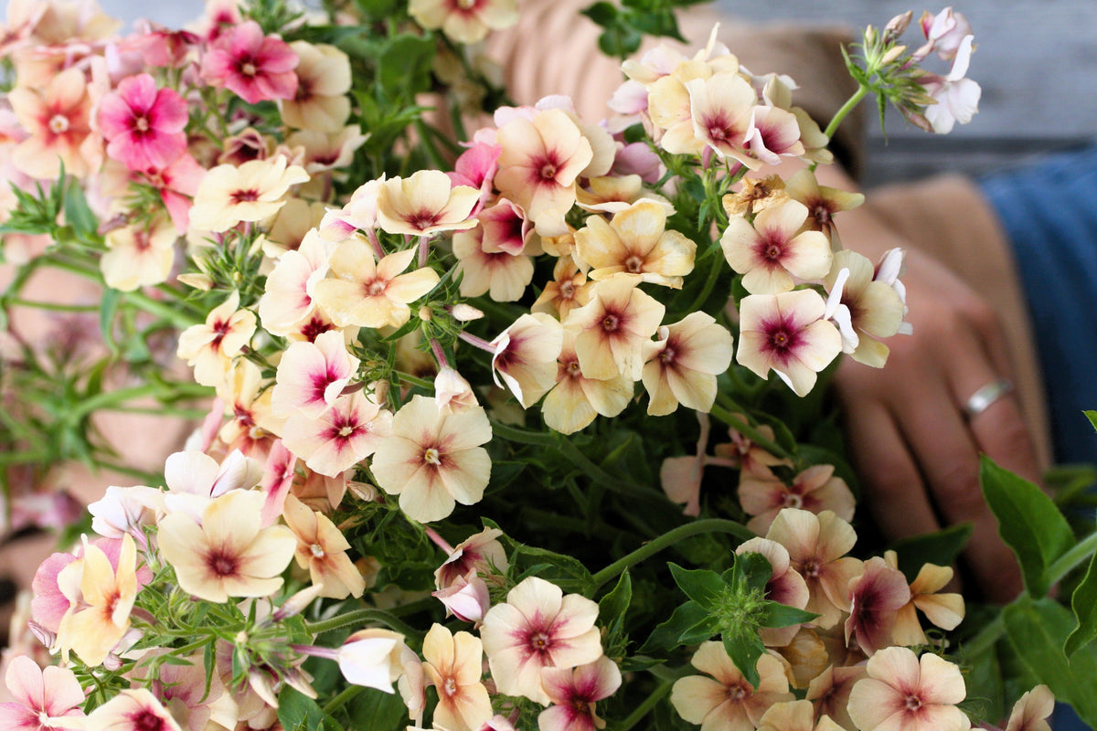 50 semillas de flores de color rosa bicolor de la especie Phlox de cereza y caramelo Drummondii
