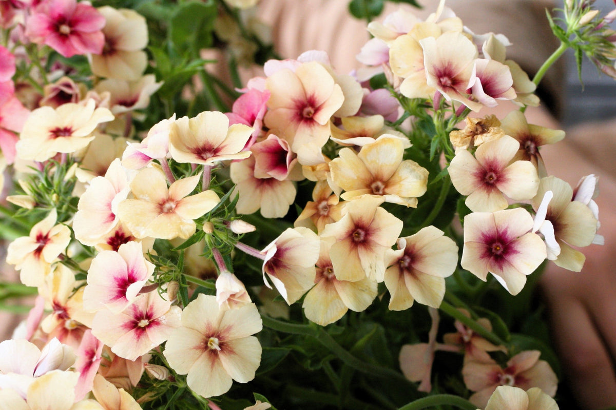 50 semillas de flores de color rosa bicolor de la especie Phlox de cereza y caramelo Drummondii