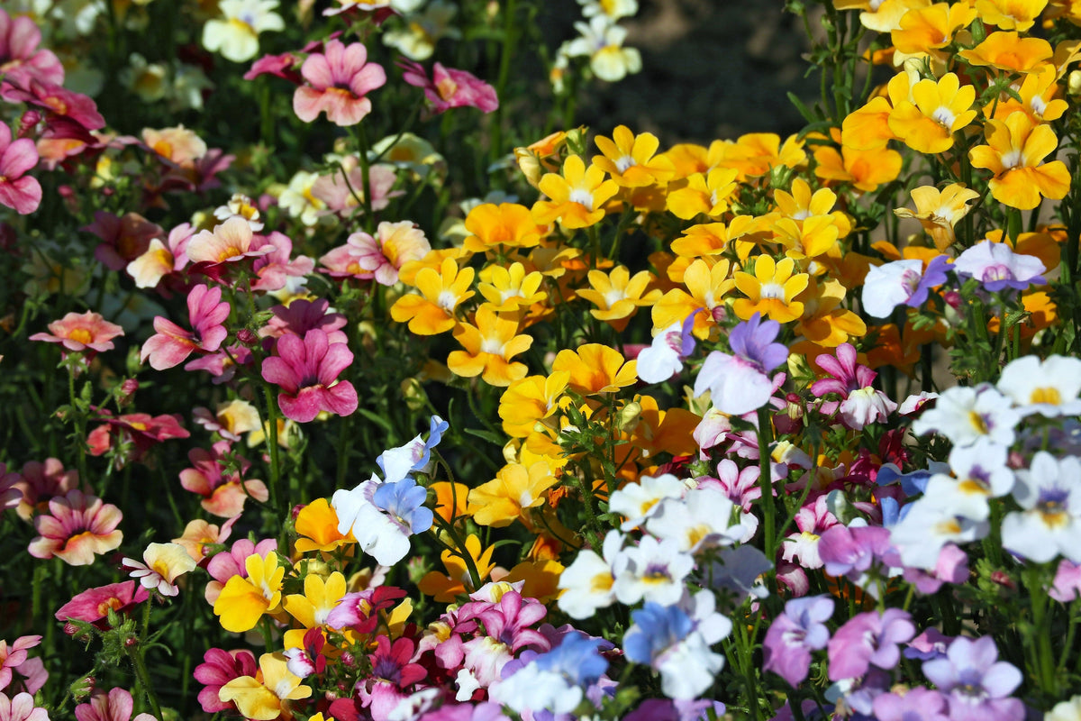 50 semillas de flores de colores mixtos NEMESIA Strumosa CARNIVAL MIX